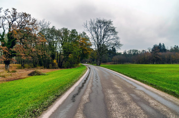 Road in the Forest