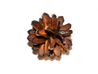 Brown dry pine cone isolated on white background