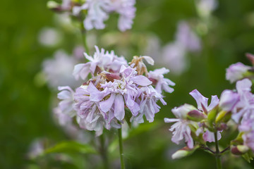 Common soapwort, bouncing-bet, crow soap, wild sweet William plant. Saponaria officinalis white flowers in summer garden.