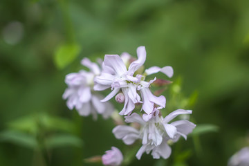 Common soapwort, bouncing-bet, crow soap, wild sweet William plant. Saponaria officinalis white flowers in summer garden.