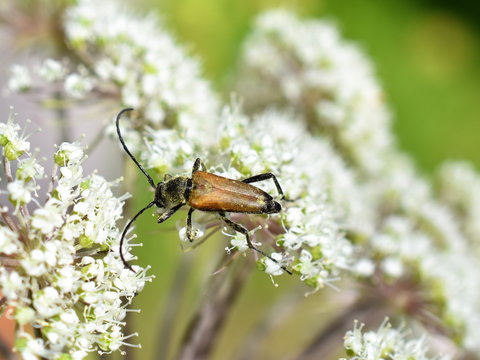 Male of the longhorn beetle Anastrangalia sanguinolenta on white flower