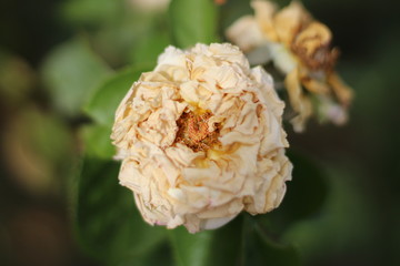 flower in the garden