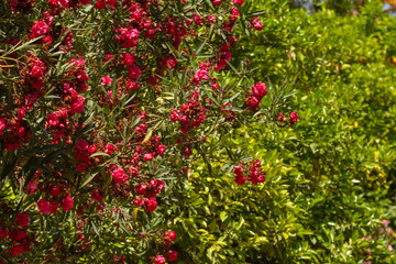Mediterranean flora in Marrakech, Morocco