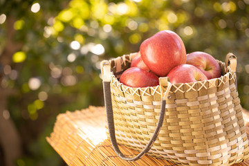 鞄に入った沢山のりんご （シナノスイート）