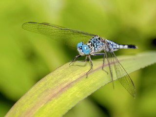 Close-up a Acisoma panorpoides dragonfly resting on green blade leaf with nature blurred background. the Asian pintail, trumpet tail, or grizzled pintail, species of dragonfly in the family Libellulid