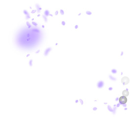 Violet flower petals falling down. Perfect romanti