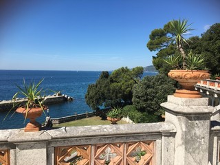 palm tree on the beach
