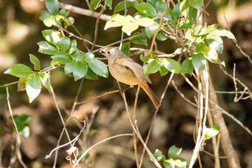 木陰の木の実をとるジョウビタキ