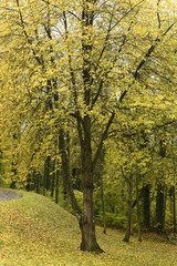 Autumn Trees