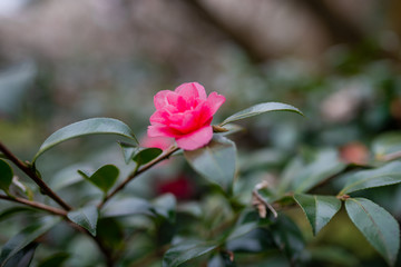 One dark pink magnolia flower on a blurred background