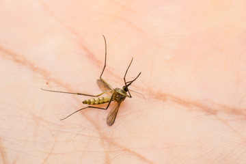 Mosquito  on human skin