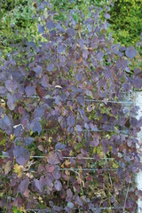 Barbed wire meadow fence