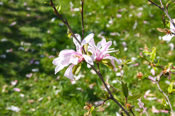 Beautiful spring magnolia tree blossom in park