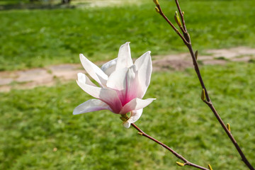 Beautiful spring magnolia tree blossom in park