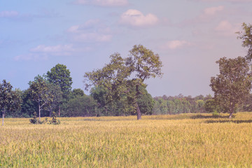 Golden rice fields in Maha Sarakham Province.Rice harvest season.