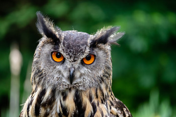 Hypnotising eyes