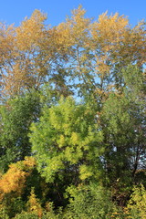 Fototapeta premium A mixed forest of coniferous and deciduous trees is illuminated by the rays of the sun against the blue sky. Trees with multi-colored foliage on a sunny autumn day