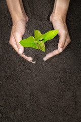 Hands of farmer growing and nurturing tree growing on fertile soil,  environment Earth Day In the...
