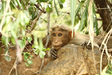 Indian Monkey in Indian Jungle