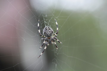 spider on web
