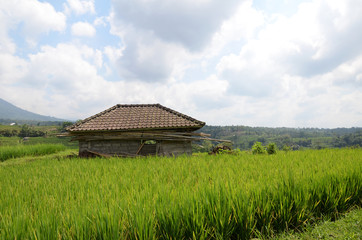 Fototapeta na wymiar Jatiluwih paddy field rice terraces in Bali