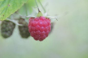 raspberry on green background