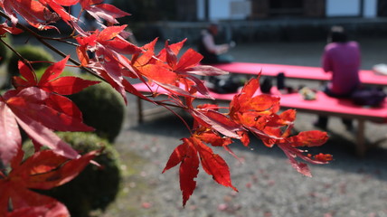 彗日寺で紅葉