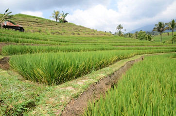 Fototapeta na wymiar Jatiluwih rice terrace with sunny day