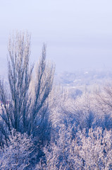 Winter urban frosty landscape - snow covered trees on foggy background