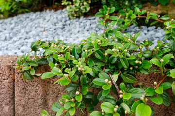 Cotoneaster horizontalis green twigs in the garden