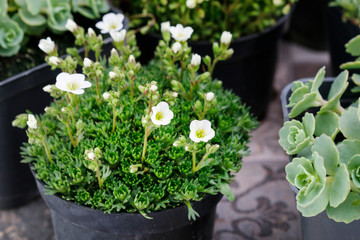 Saxifraga arendsii (Schneeteppich) flowers in the pots.