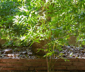 Moroccan plants in decorative gardens (Marrakesch)