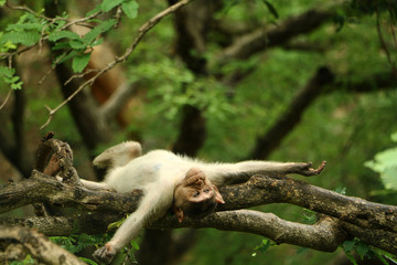 Indian Monkey in Indian Jungle