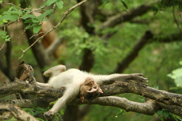 Indian Monkey in Indian Jungle