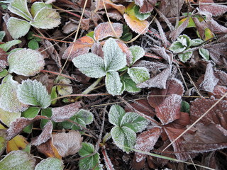Green strawberry leaves covered with ice crystals, frost on the plants, freeze close-up
