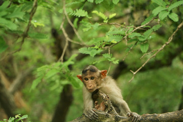 Obraz premium Indian Monkey in Indian Jungle