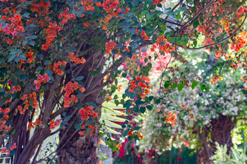 Mediterranean blossom, moroccan flowers, Marrakesh