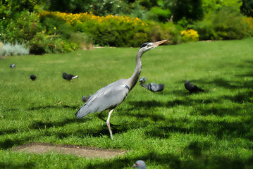 Heron and pigeons in the park