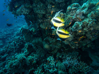 Fototapeta na wymiar bannerfish