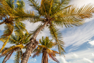 Fototapeta na wymiar Palmen auf den Florida Keys