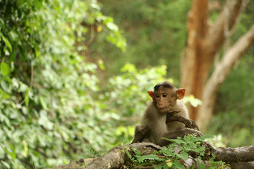 Indian Monkey in Indian Jungle