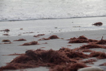 Ride Tide an der Golfküste