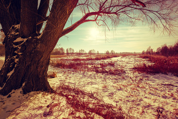 Winter rural landscape at sunset. Evening in the countryside. Old tree on the field at sunset. Nature snowy landscape
