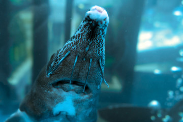 sturgeon swims in the aquarium at the food market - obrazy, fototapety, plakaty