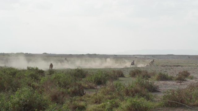 Zebras fleeing from lion attack in African savanna. Zebras galopping fast, raise dust in desperate escape from lions assaulting the herd. Slow motion footage of lion hunt, wide shot.