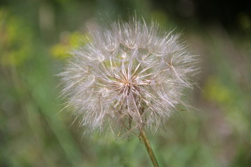 The dandelion ceased to bloom. White parachutes