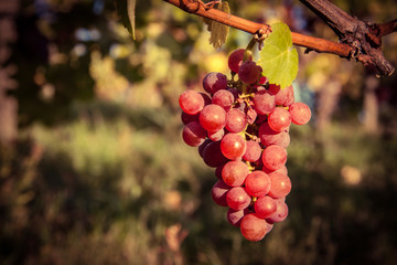 bunch of red grapes