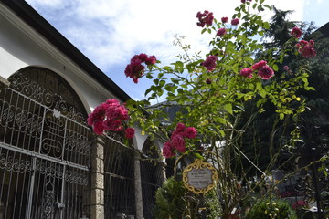 flowers in cemetery