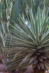 Moroccan succulent plants in a Mediterranean Garden (Marrakech)
