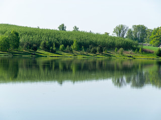 Fototapeta na wymiar beautiful summer landscape with lake and green trees on shore. calm water and reflections